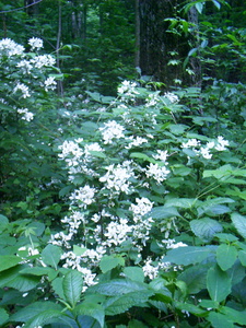 Appalachian Trail Appalachian Trail