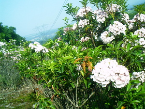 Appalachian Trail Power line Appalachian Trail Power line