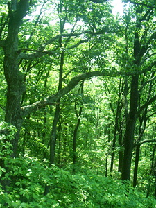 Appalachian Trail Appalachian Trail