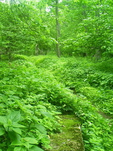 Appalachian Trail Appalachian Trail