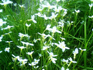 Appalachian Trail Appalachian Trail