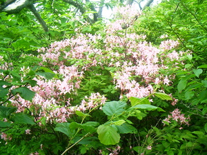 Appalachian Trail Appalachian Trail