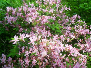 Appalachian Trail Appalachian Trail