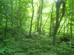 Appalachian Trail Appalachian Trail