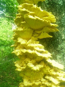 Appalachian Trail Fungus Appalachian Trail Fungus