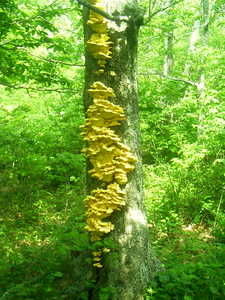 Appalachian Trail Fungus Appalachian Trail Fungus
