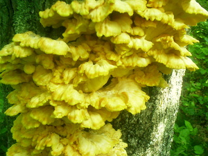 Appalachian Trail Fungus Appalachian Trail Fungus