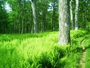 Appalachian Trail Appalachian Trail