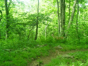Appalachian Trail Deer Appalachian Trail Deer