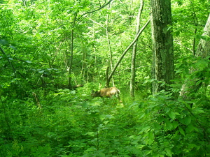 Appalachian Trail Deer Appalachian Trail Deer