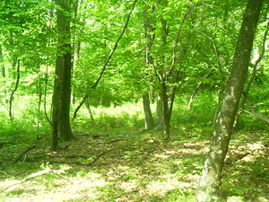 Appalachian Trail Appalachian Trail