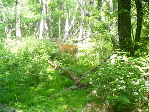 Appalachian Trail Deer Appalachian Trail Deer