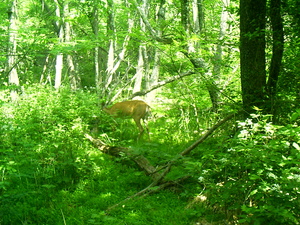 Appalachian Trail Deer Appalachian Trail Deer