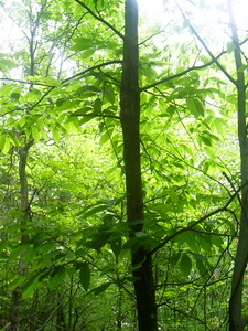 Appalachian Trail American Chestnut Appalachian Trail American Chestnut