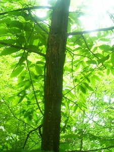 Appalachian Trail American Chestnut Appalachian Trail American Chestnut