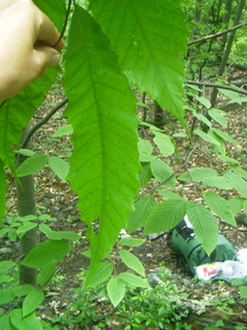 Appalachian Trail American Chestnut Appalachian Trail American Chestnut