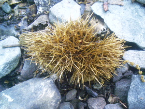Appalachian Trail American Chestnut Appalachian Trail American Chestnut