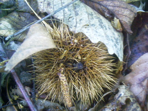 Appalachian Trail American Chestnut Appalachian Trail American Chestnut