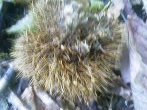 Appalachian Trail American Chestnut Appalachian Trail American Chestnut