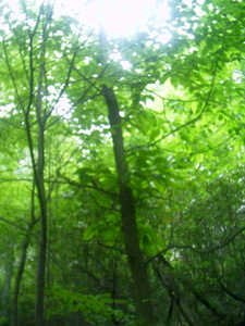 Appalachian Trail American Chestnut Appalachian Trail American Chestnut