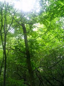 Appalachian Trail American Chestnut Appalachian Trail American Chestnut