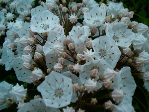 Appalachian Trail Mountain Laurel
