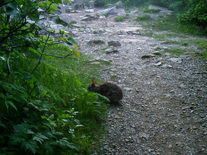 Appalachian Trail Bunny