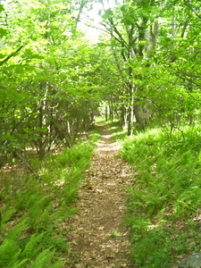 Appalachian Trail 