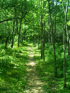 Appalachian Trail 