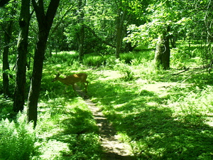 Appalachian Trail 