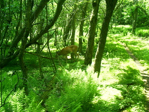 Appalachian Trail Deer