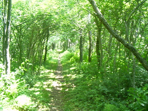 Appalachian Trail 