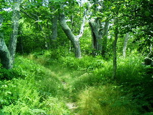 Appalachian Trail 