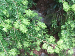 Appalachian Trail Appalachian Trail