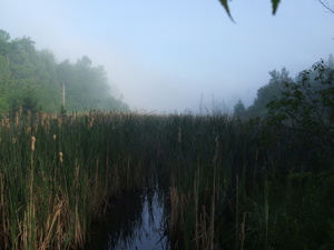 Appalachian Trail Cattails Appalachian Trail Cattails
