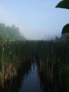 Appalachian Trail Cattails Appalachian Trail Cattails