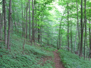 Appalachian Trail Ferns Appalachian Trail Ferns