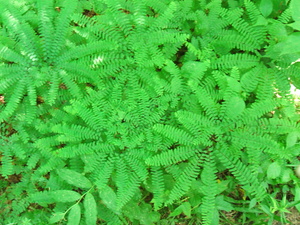 Appalachian Trail Appalachian Trail