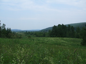 Appalachian Trail Yellow Flowers Appalachian Trail Yellow Flowers