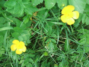 Appalachian Trail Yellow Flowers Appalachian Trail Yellow Flowers