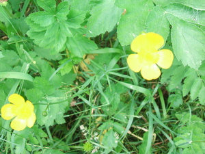 Appalachian Trail Pond Appalachian Trail Pond