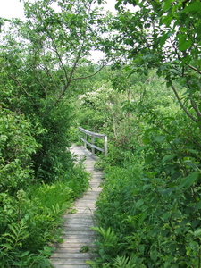 Appalachian Trail (42.234410, -73.196188) Appalachian Trail (42.234410, -73.196188)