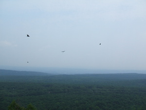 Appalachian Trail Birds Appalachian Trail Birds