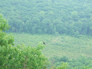Appalachian Trail Bird Appalachian Trail Bird