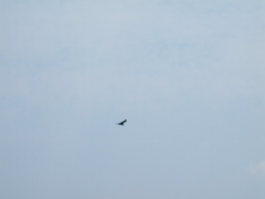 Appalachian Trail Bird Appalachian Trail Bird