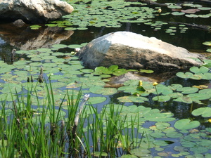 Appalachian Trail Water Lillies Appalachian Trail Water Lillies