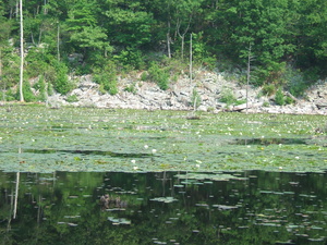 Appalachian Trail Water Lillies Appalachian Trail Water Lillies