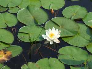 Appalachian Trail Water Lillies Appalachian Trail Water Lillies
