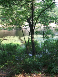 Appalachian Trail Appalachian Trail