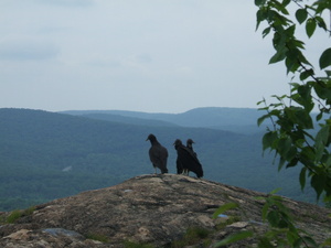 Appalachian Trail Birds Appalachian Trail Birds
